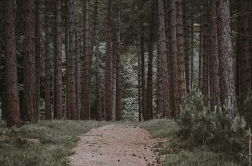 El bosque de los suicidios
